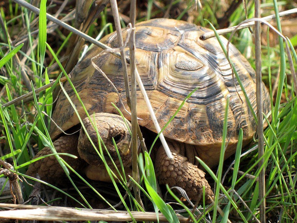 Ejemplar adulto de Testudo hermanni hermanni entre vegetación silvestre mediterránea en Mallorca