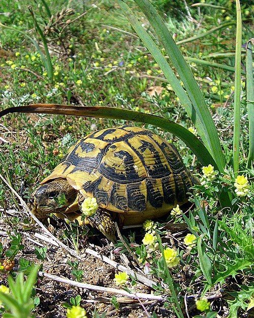 Testudo hermanni hermanni en su hábitat natural mediterráneo con flores silvestres en Mallorca