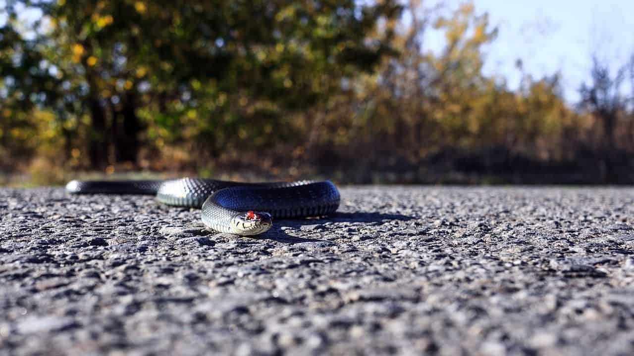 Serpiente lista para alimentarse