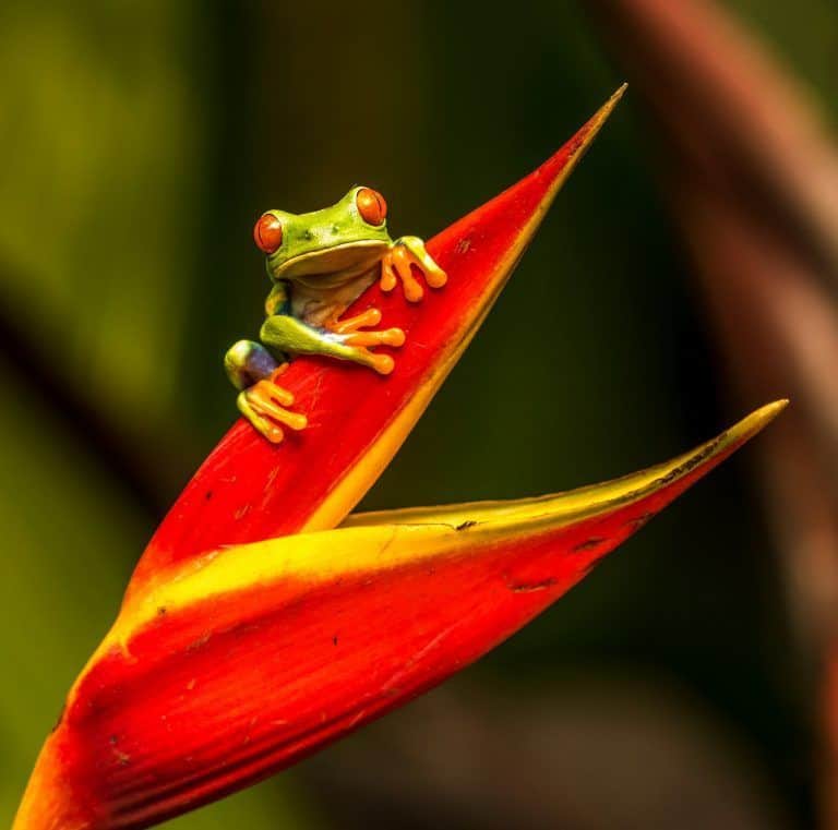 Anfibios mascota