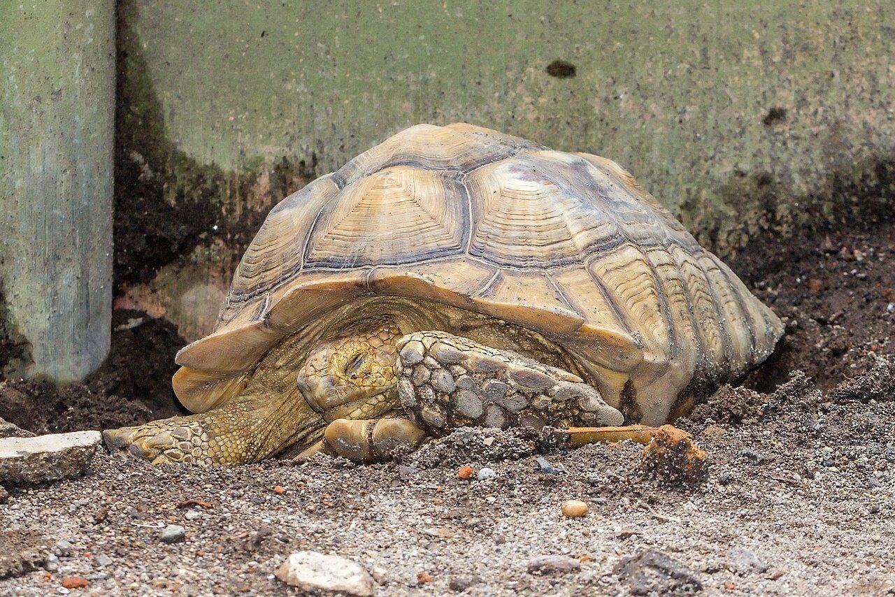 Tortuga sulcata (Centrochelys sulcata) ejemplar adulto