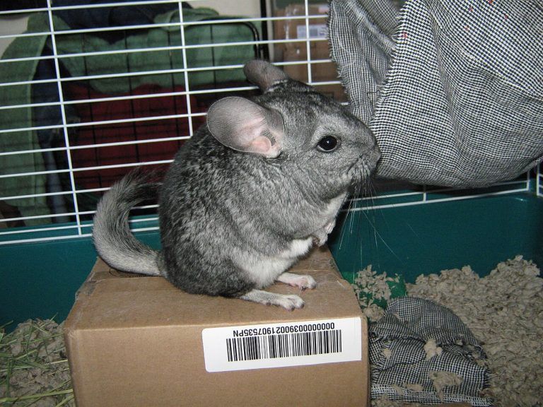 Chinchilla (Chinchilla lanigera)