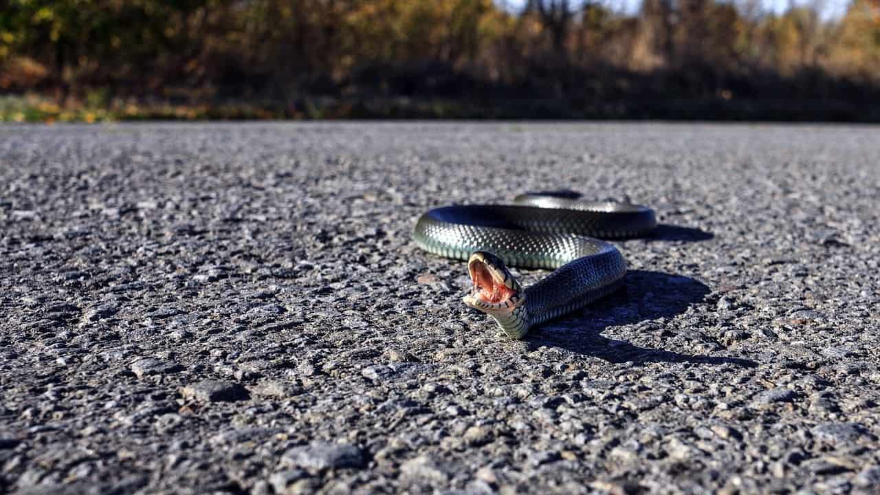 Serpiente python regius en cautividad