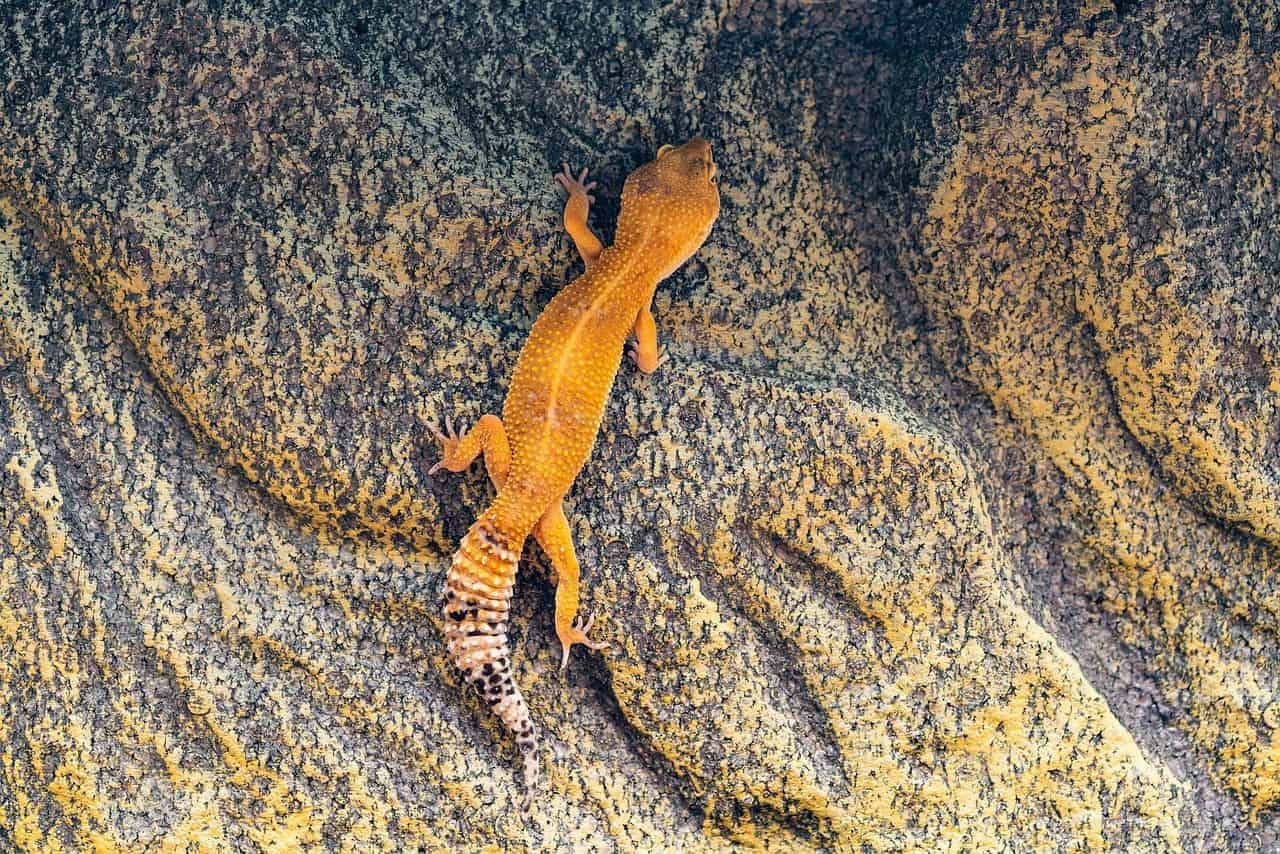 Gecko leopardo activo buscando alimento