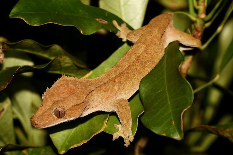 Gecko crestado (Correlophus ciliatus) en hoja verde