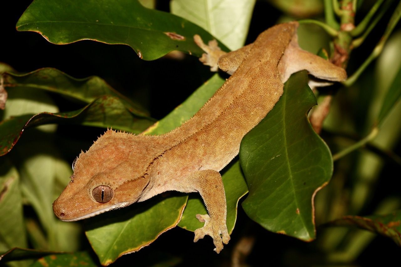 Gecko crestado (Correlophus ciliatus) en hoja verde