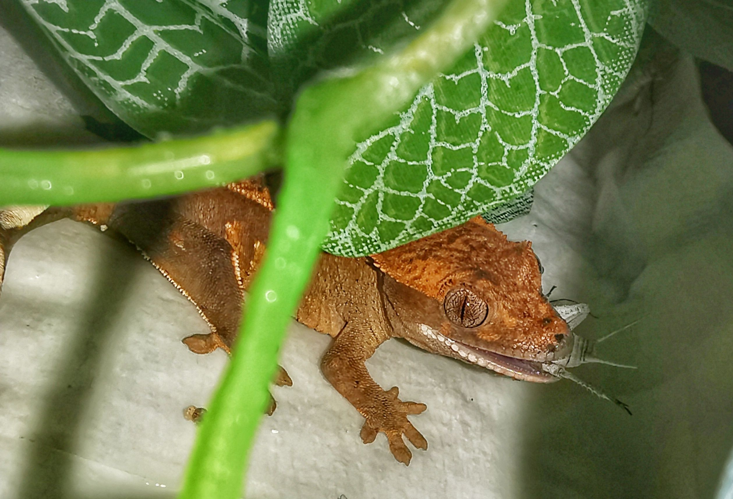 Gecko crestado juvenil comiendo un grillo