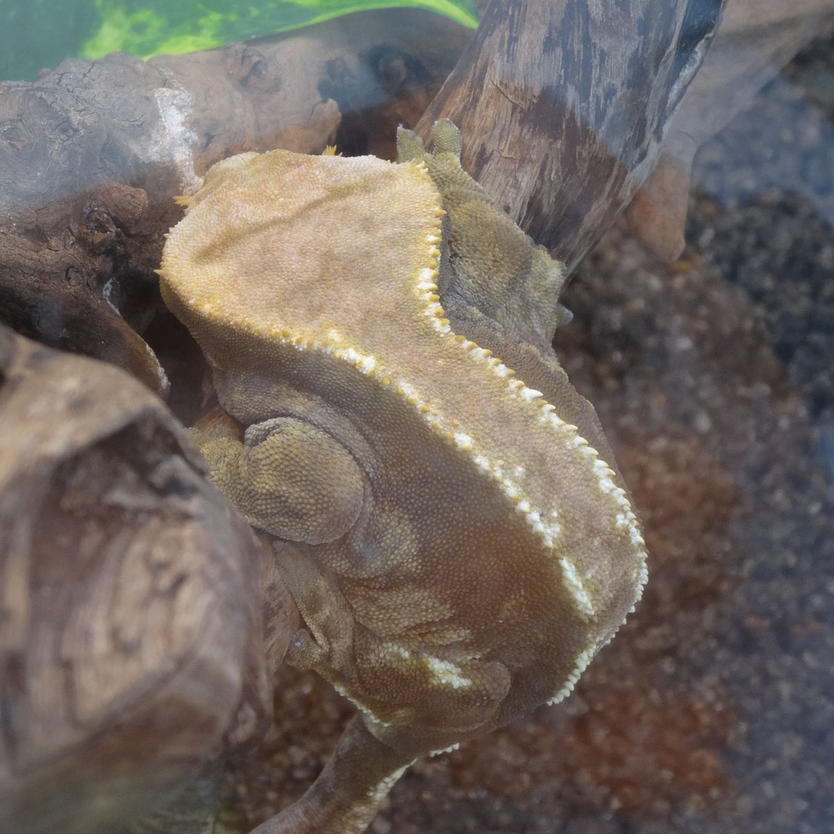 Gecko crestado en terrario con decoración natural