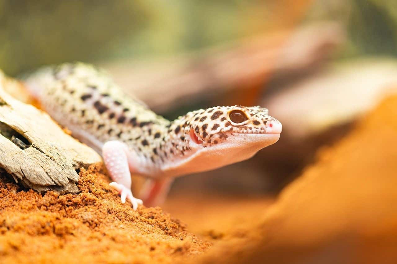 Gecko leopardo posando para sesión de cuidados básicos