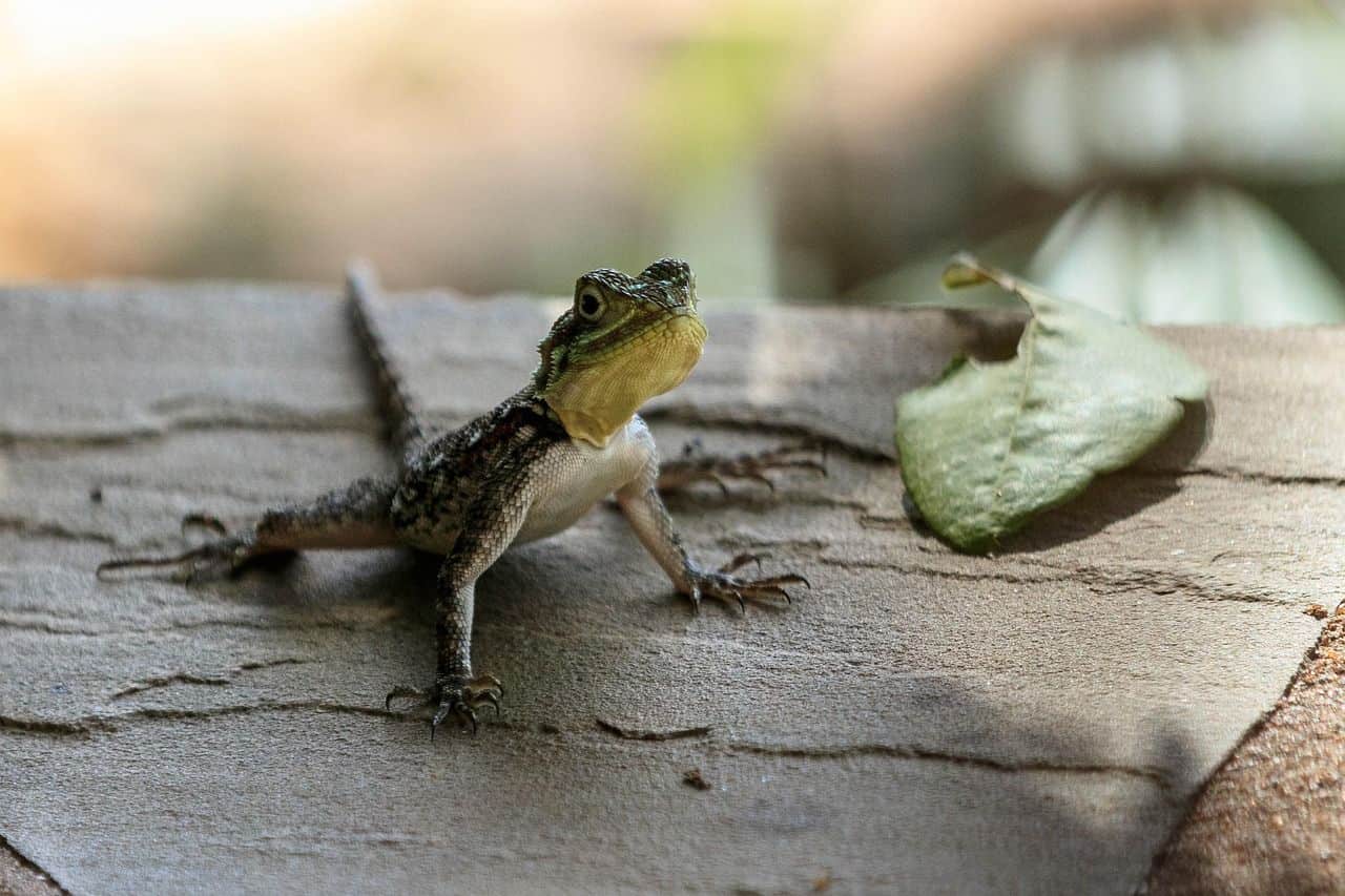 Gecko leopardo en revisión veterinaria por enfermedad
