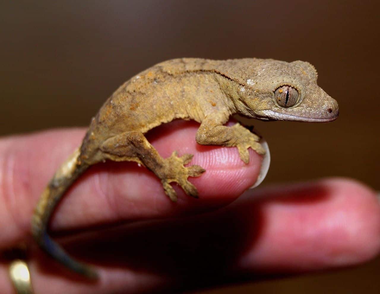 Gecko crestado (Correlophus ciliatus) ejemplo de especie de gecko