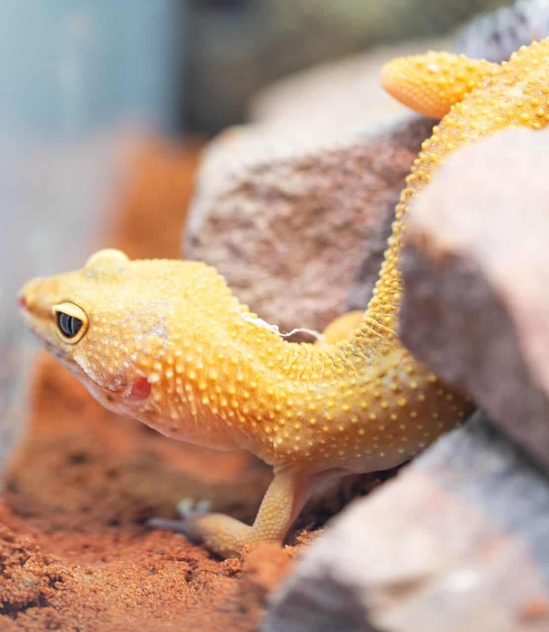 Gecko leopardo dentro de un terrario decorado