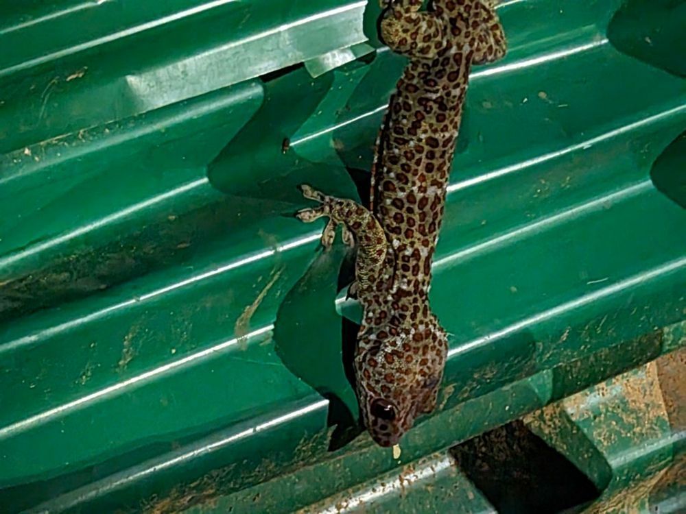 Gecko leopardo común (Eublepharis macularius) en primer plano