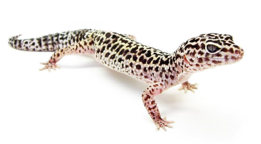 Gecko leopardo (Eublepharis macularius) sobre fondo blanco