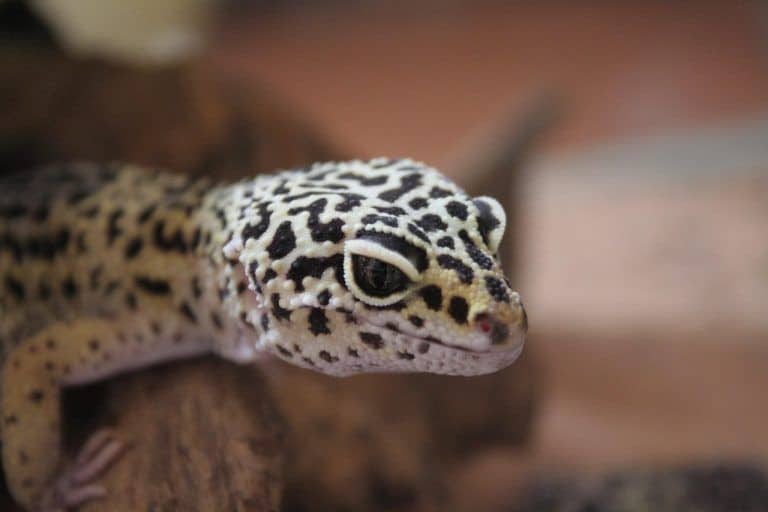 Gecko leopardo (Eublepharis macularius) sobre roca