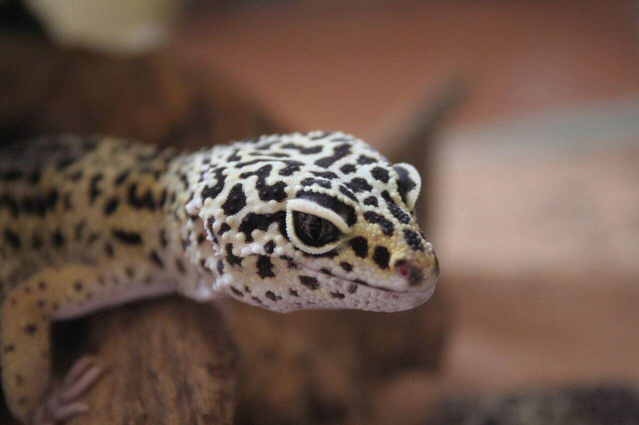 Gecko leopardo (Eublepharis macularius) sobre roca
