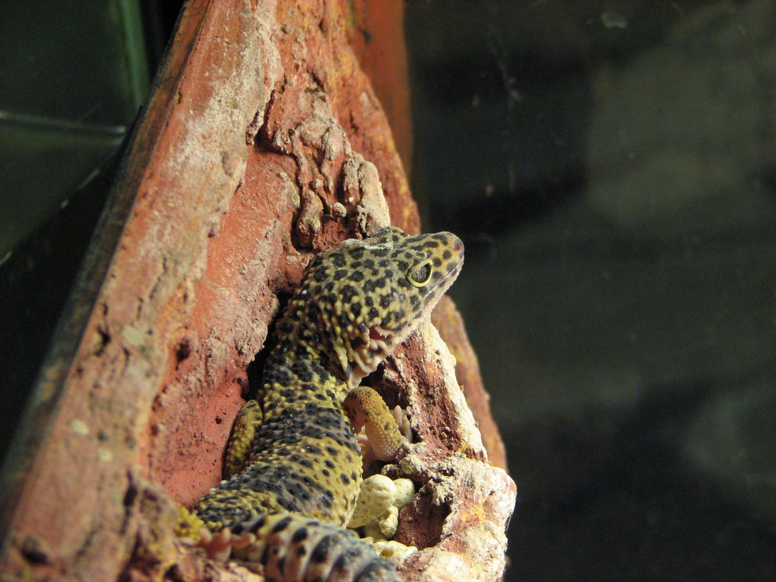 Gecko leopardo macho adulto (Eublepharis macularius)