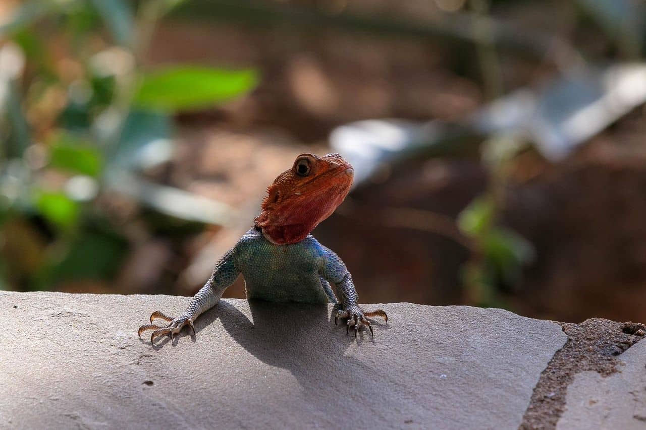 Pareja de geckos durante el cortejo en cautividad