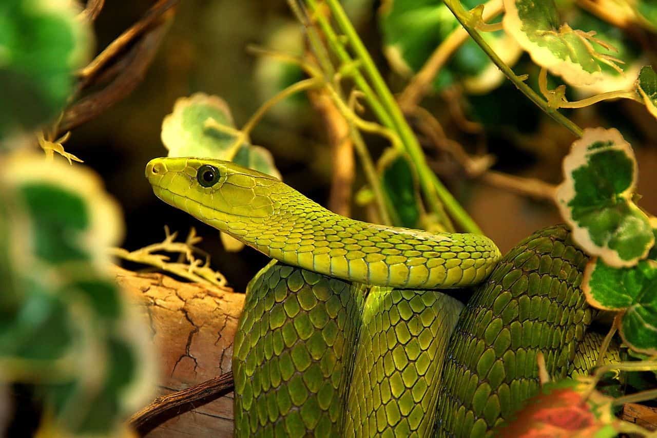 Serpiente en un terrario adecuadamente equipado