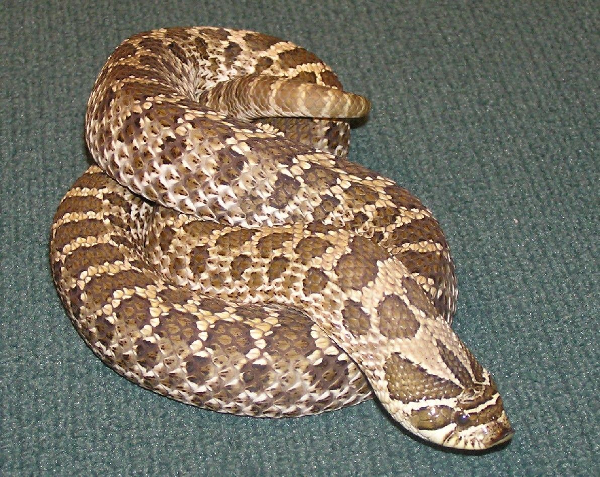 Serpiente hocico de cerdo occidental (Heterodon nasicus) mostrando su característico hocico aplanado