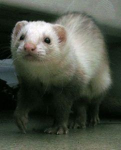 Hurón (Mustela putorius furo)