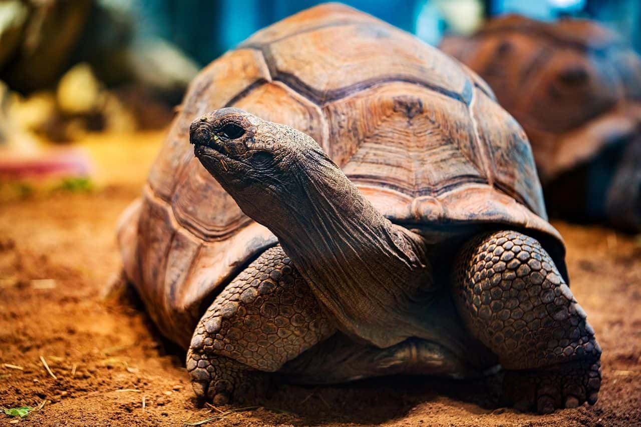 Tortuga terrestre joven en terrario completo y equipado