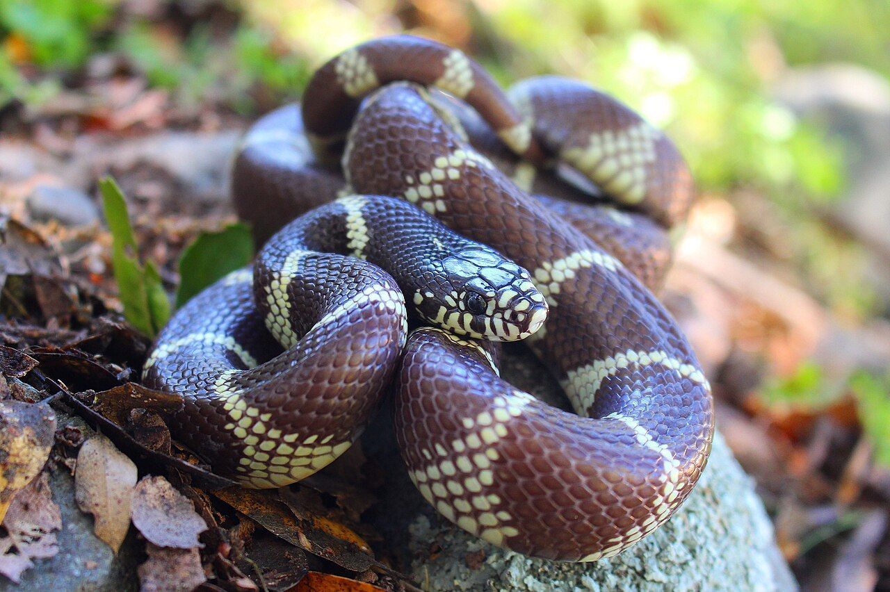 Serpiente real de California (Lampropeltis californiae) con su patrón clásico de bandas