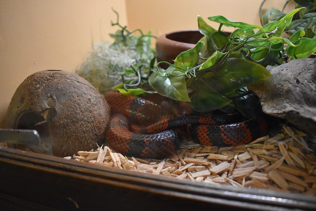 Serpiente rey de leche hondureña (Lampropeltis triangulum hondurensis) con sus anillos tricolor
