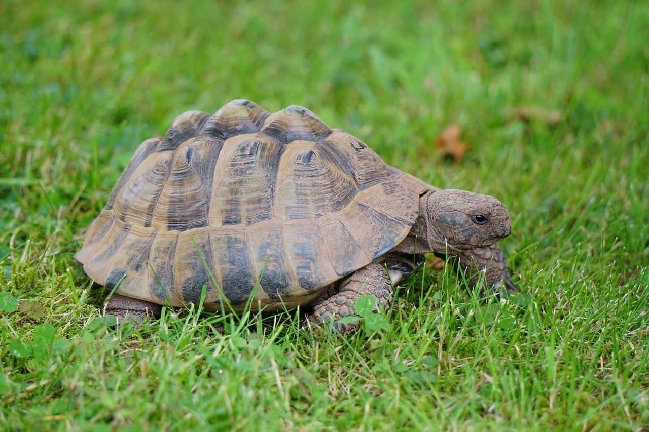 Tortuga terrestre exponiendose a la radiación UVB del sol