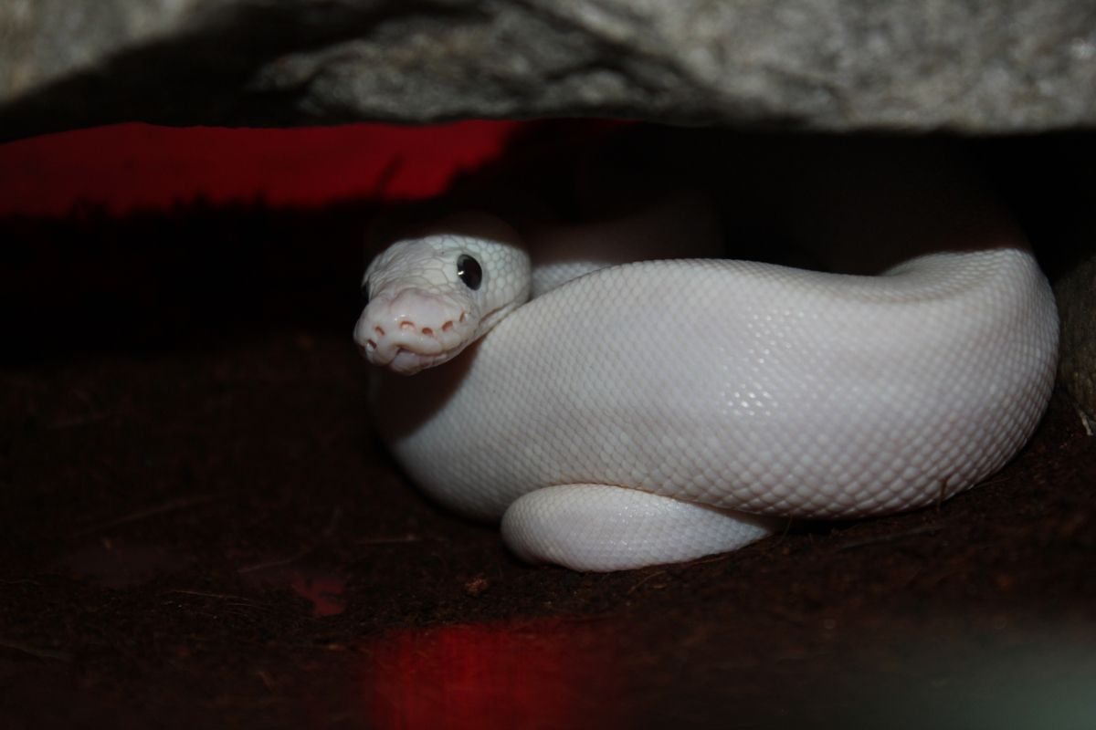 Pitón bola (Python regius) con su patrón típico