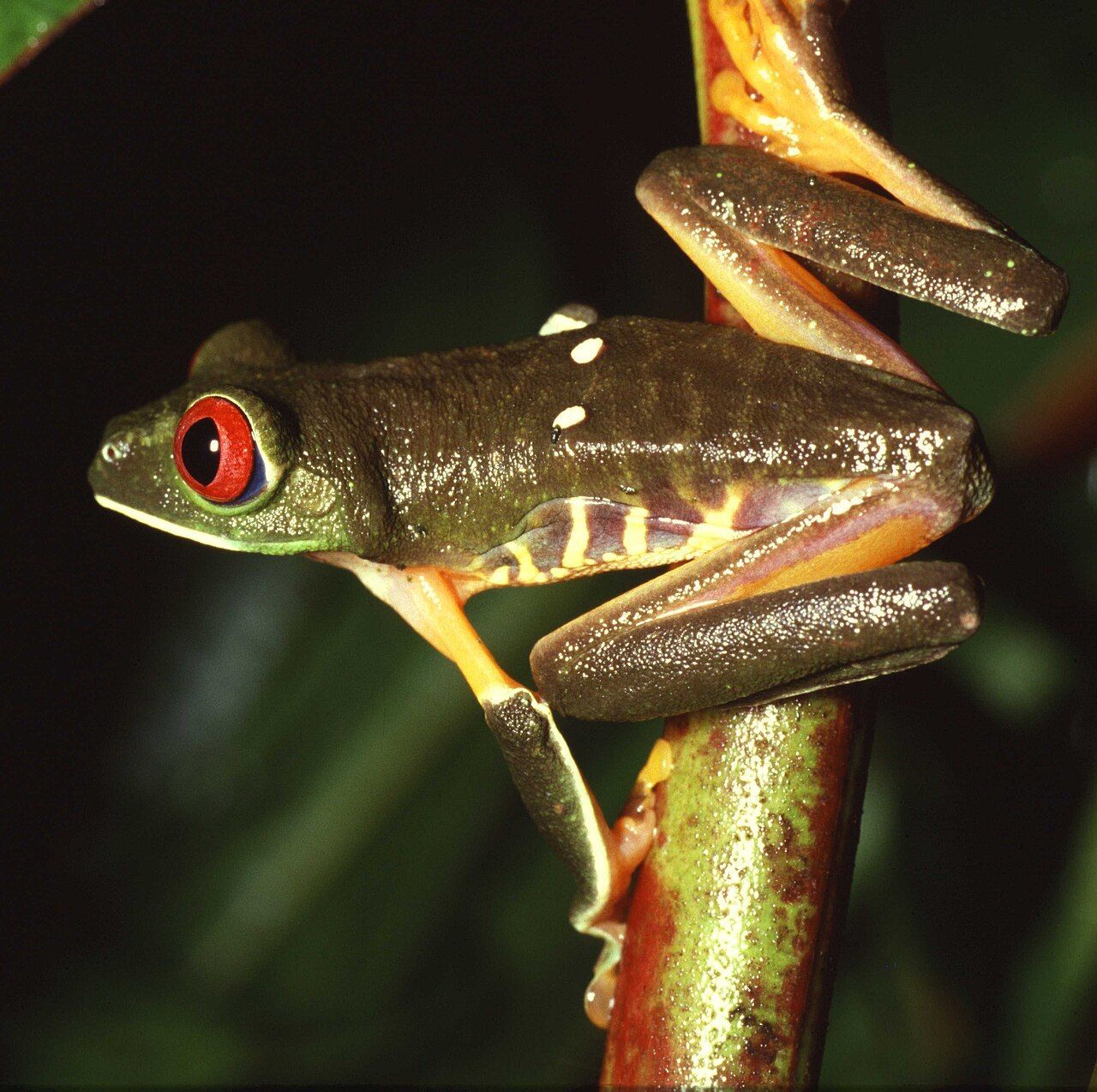 Rana arborícola de ojos rojos (Agalychnis callidryas), anfibio diurno que se beneficia de iluminación UVB