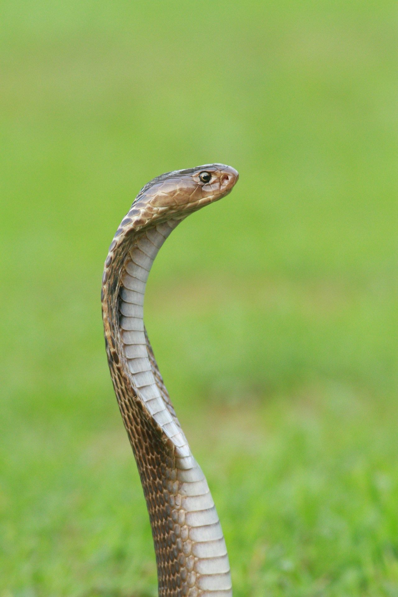 Cria de serpiente