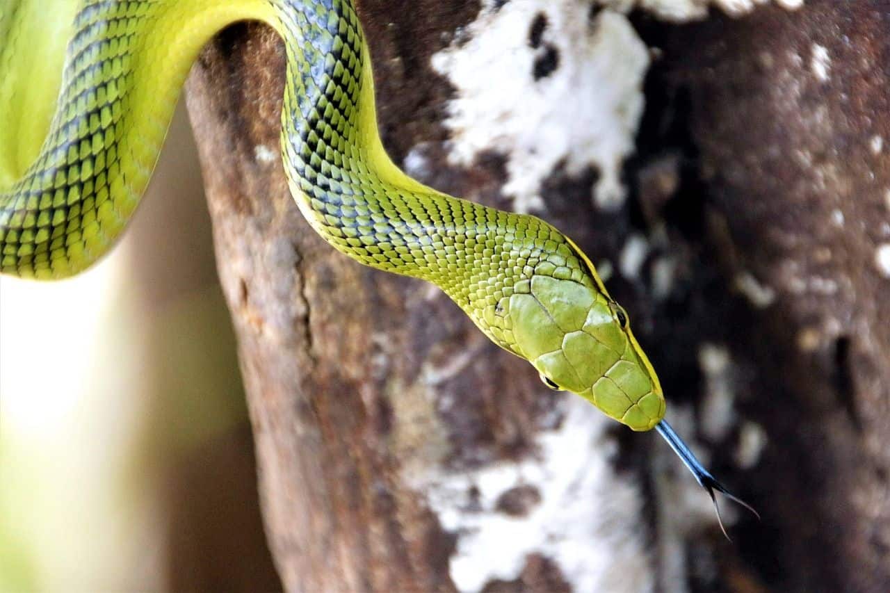 Serpiente entre la vegetación, ejemplo de reptil mascota