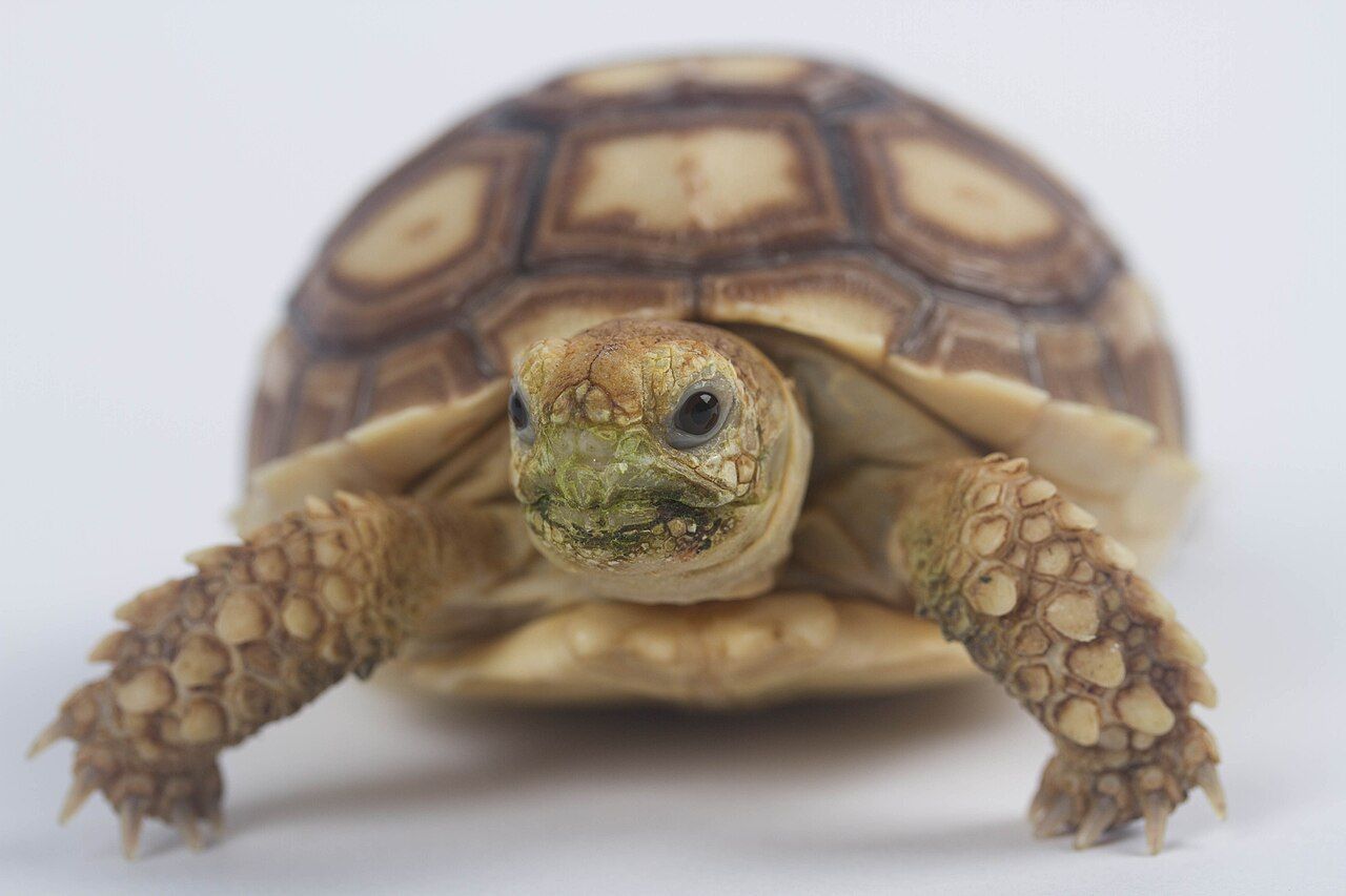 Tortuga sulcata joven de unos meses