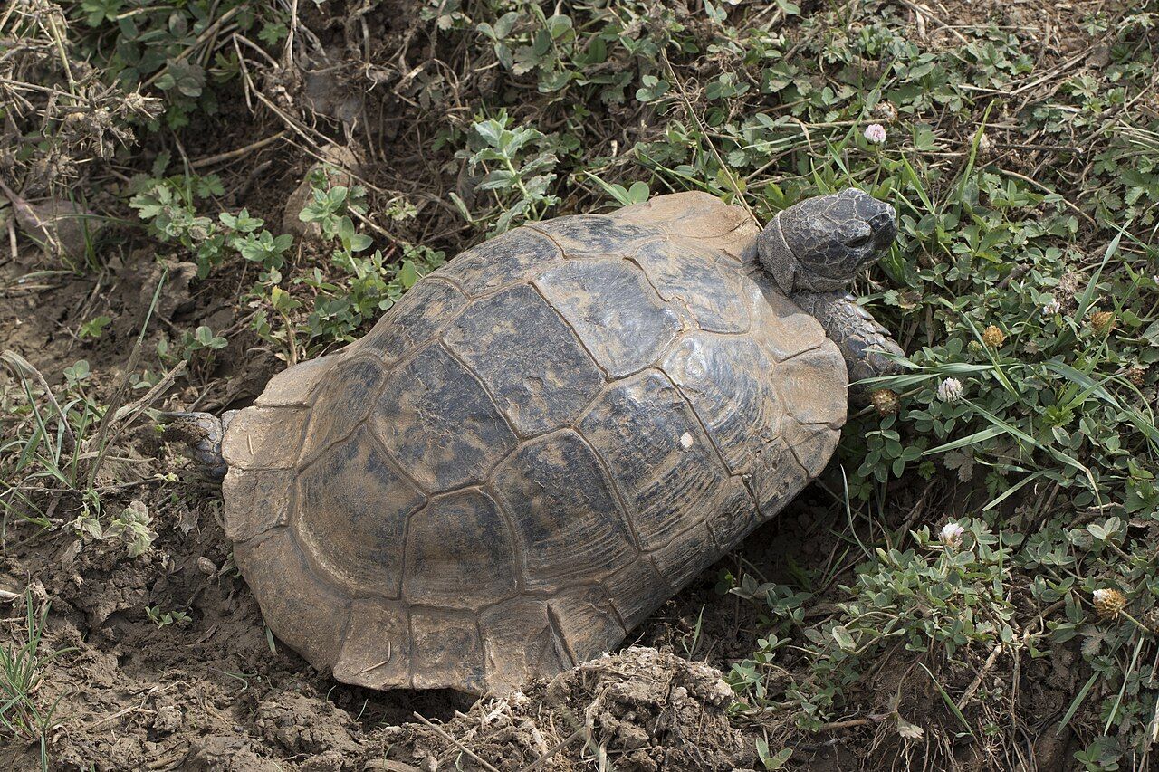 Tortuga mora (Testudo graeca) en su hábitat natural mediterráneo