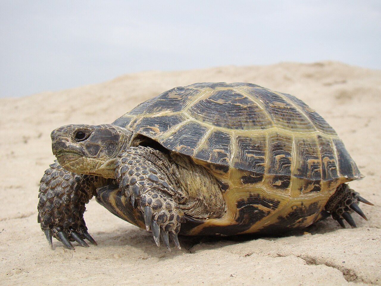 Tortuga rusa (Testudo horsfieldii) en estepa de Asia central
