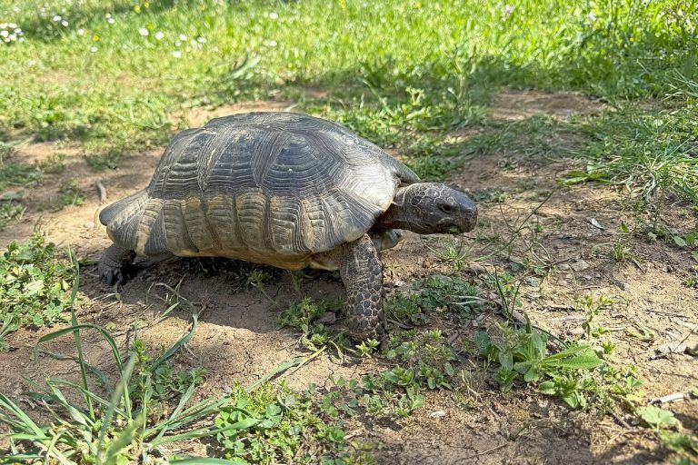 Tortuga marginada (Testudo marginata) con su caparazón acampanado característico
