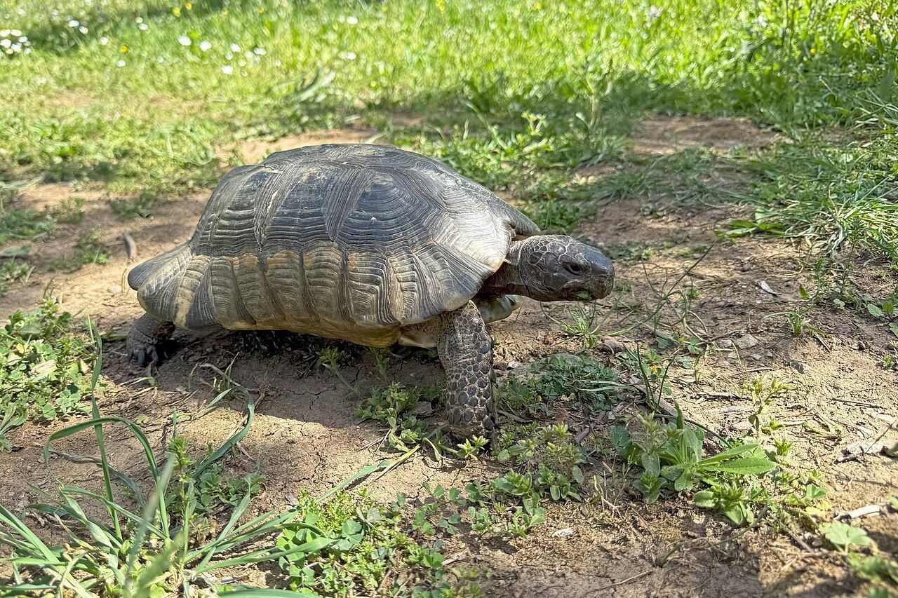 Tortuga marginada (Testudo marginata) con su caparazón acampanado característico