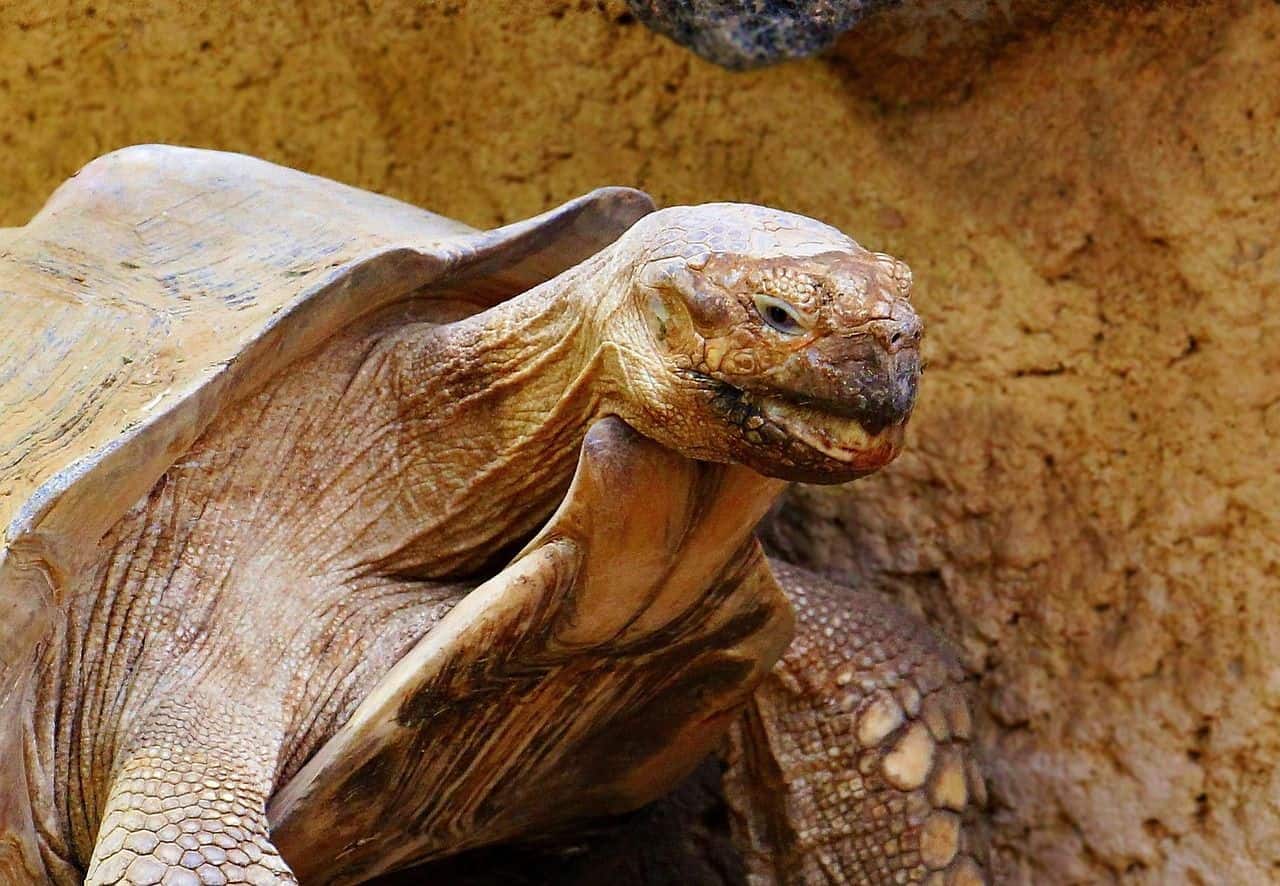Tortuga terrestre recién nacida en sus primeras semanas de vida