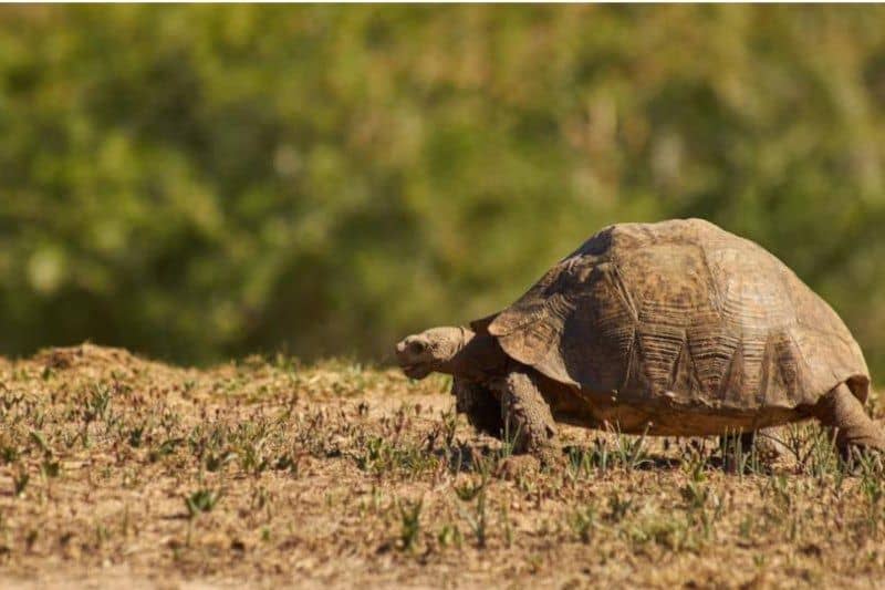 tortuga terrestre caminando en campo de tierra seco