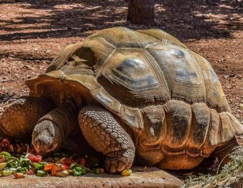 tortuga gigante africana comiendo verduras coloridas plato piedra
