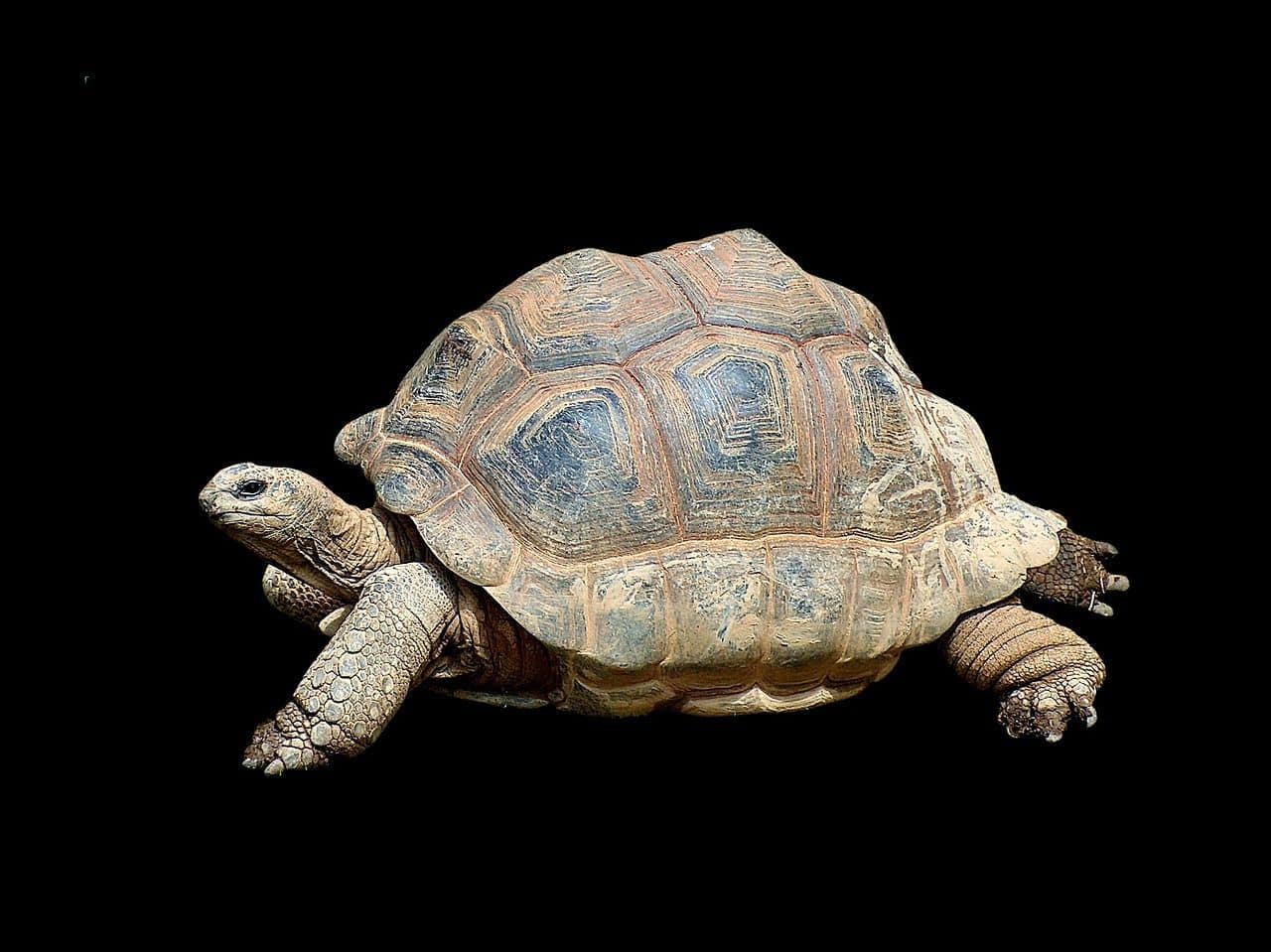 Tortuga terrestre con cabeza estirada explorando su entorno
