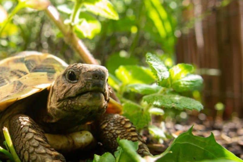 tortuga de Hermann testudo hermanni entre plantas verdes jardín