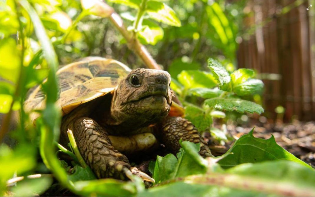 tortuga de Hermann testudo hermanni entre plantas verdes en jardín