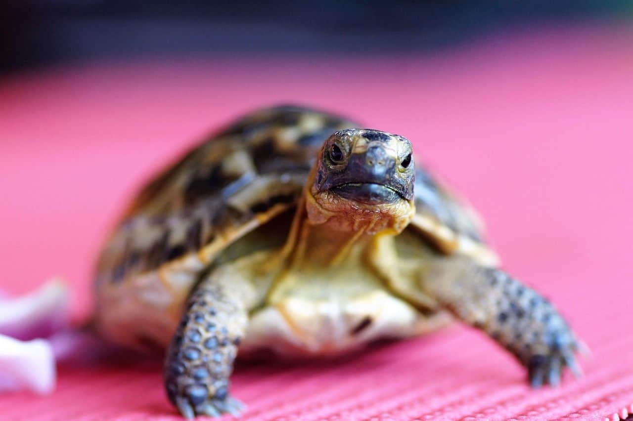 Tortuga terrestre mediterránea en su hábitat antes de hibernar