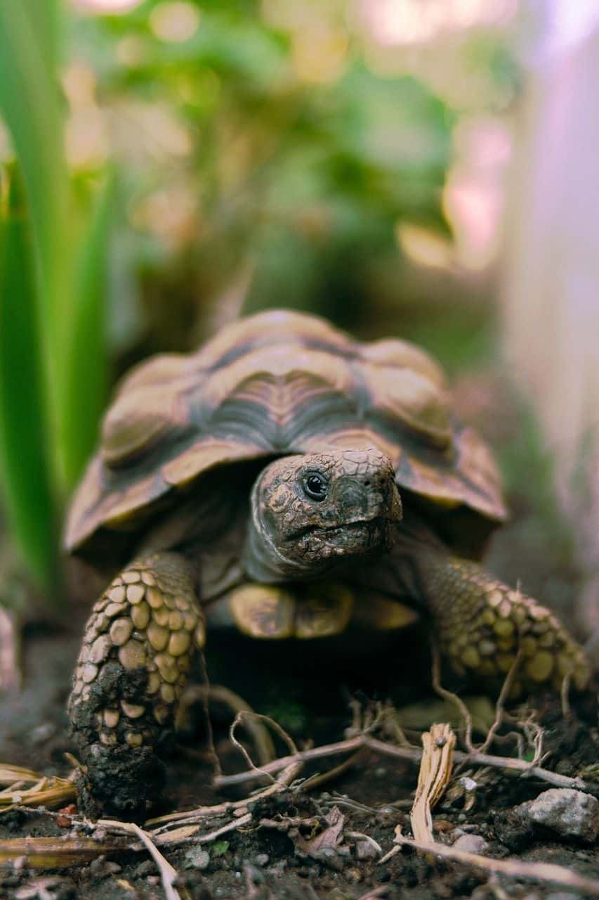 Tortuga terrestre paseando libremente por un jardín exterior seguro