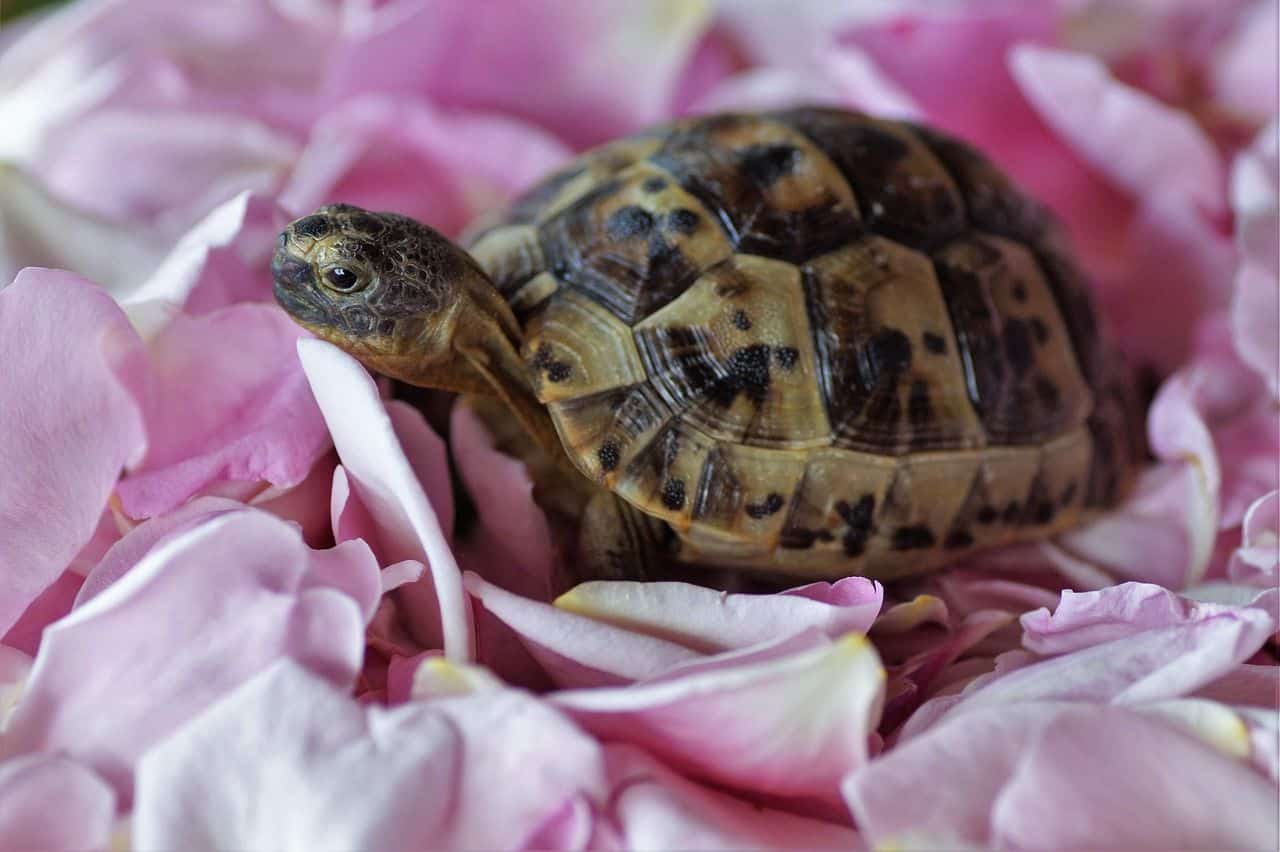 Ejemplar joven de tortuga terrestre símbolo de longevidad
