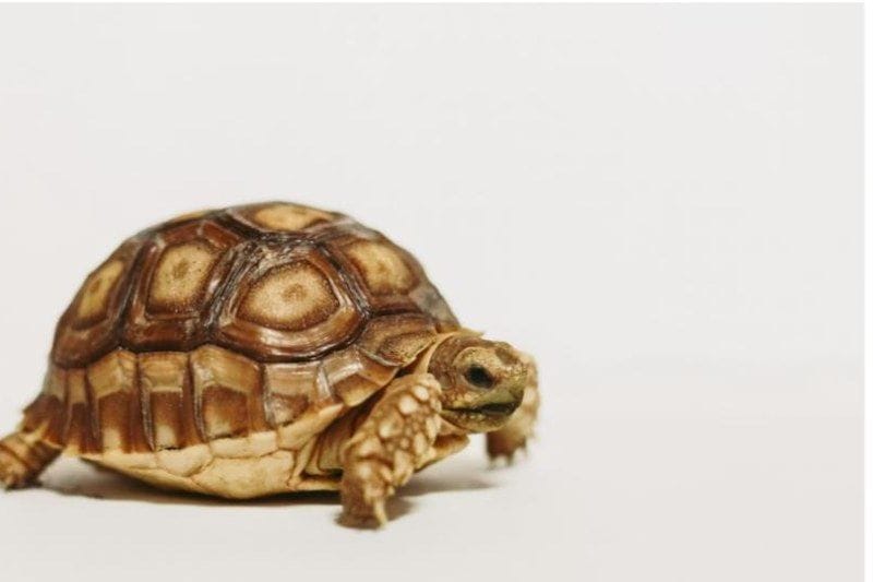 tortuga sulcata joven testudo graeca sobre fondo blanco