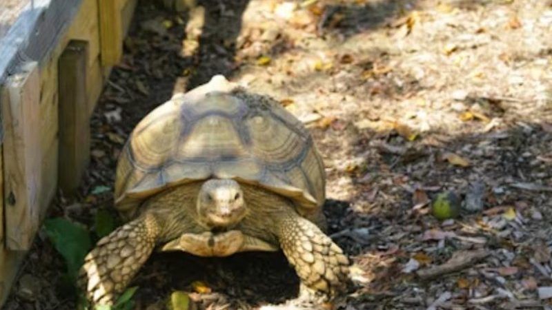 tortuga terrestre en terrario exterior de madera substrate natural