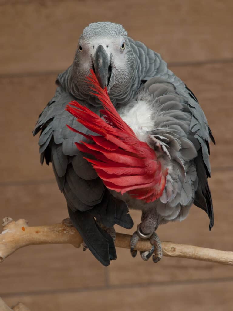 Loro yaco africano